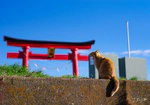 岩合光昭の世界ネコ歩き 放送予定カレンダー